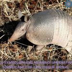 armadillo symbolism and meaning