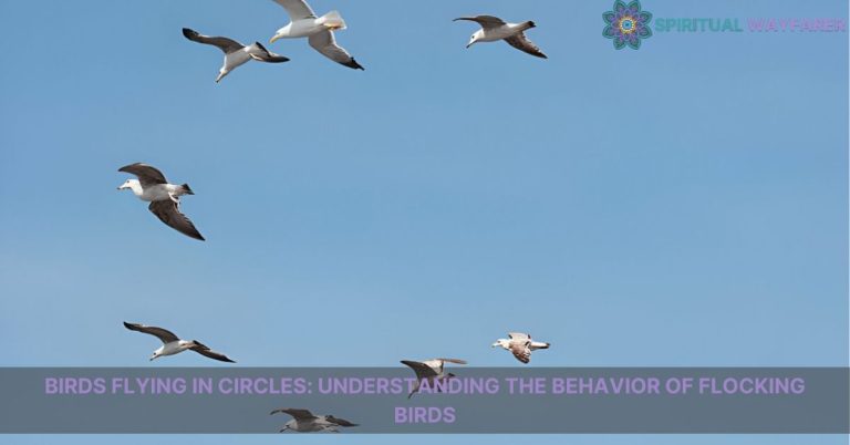 birds flying in circles