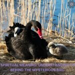 black swan spiritual meaning