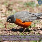 american robin symbolism and meaning