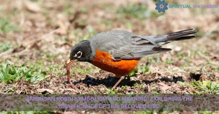 american robin symbolism and meaning