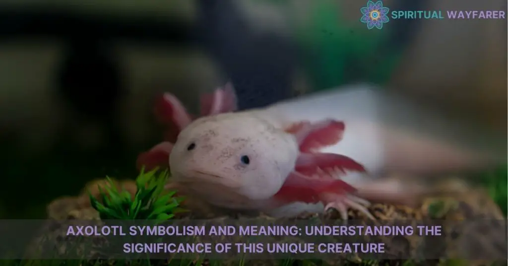 Unveiling Axolotl Symbolism: Meanings in Nature and Spirituality