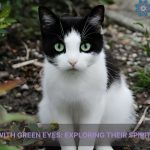 black cats with green eyes spiritual meaning