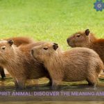 capybara spirit animal