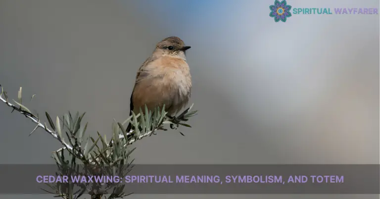 cedar waxwing spiritual meaning symbolism and totem