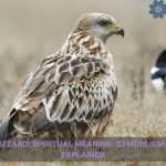 common buzzard spiritual meaning symbolism and totem