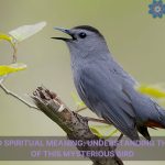 gray catbird spiritual meaning