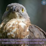 hawk feathers spiritual meaning