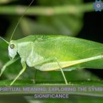 katydid spiritual meaning