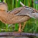 mallard ducks spiritual meaning