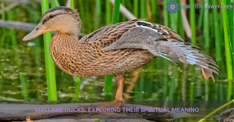 mallard ducks spiritual meaning