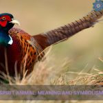 pheasant spirit animal