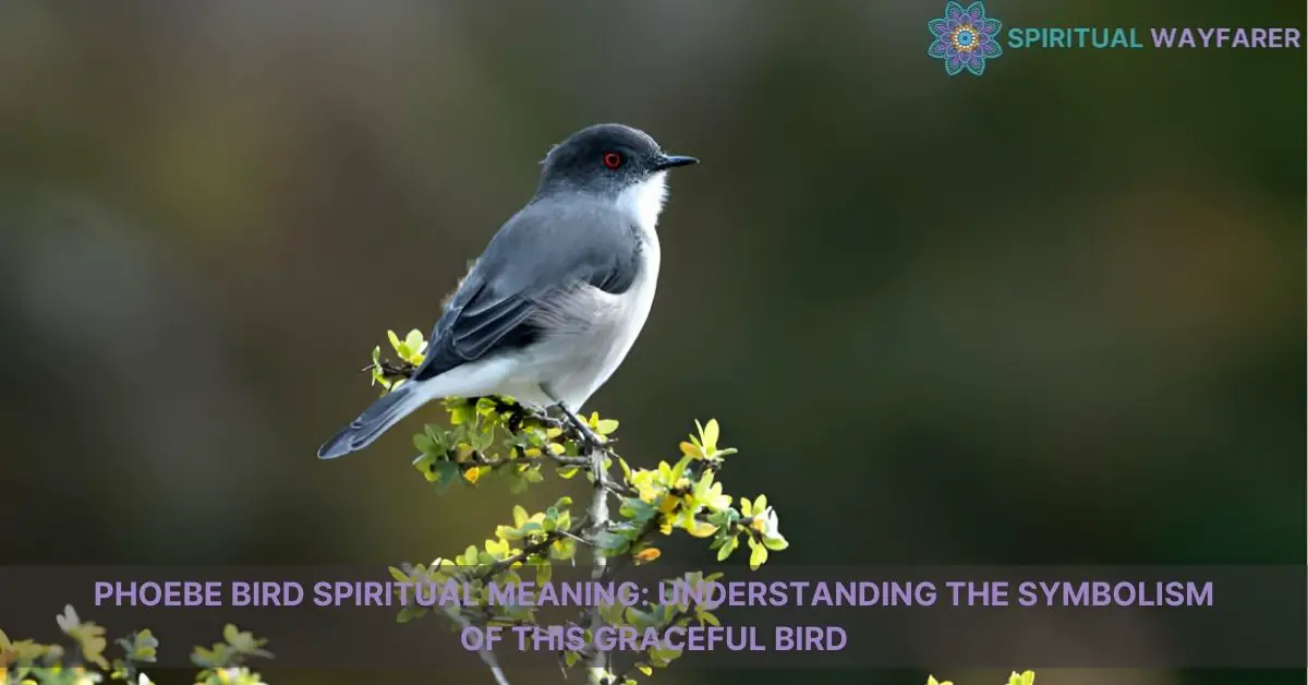 phoebe bird spiritual meaning