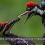 pileated woodpecker spiritual meaning symbolism and totem