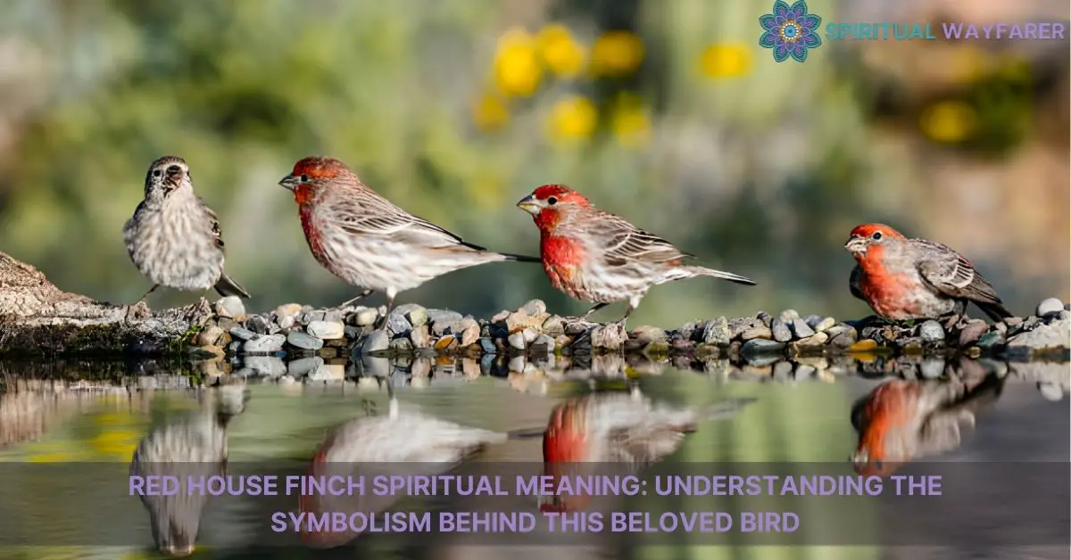 red house finch spiritual meaning