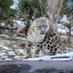 snow leopard meaning symbolism and totem