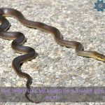 spiritual meaning of a snake crossing your path