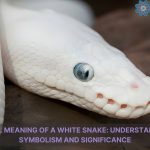 spiritual meaning of a white snake