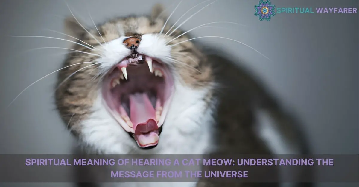 spiritual meaning of hearing a cat meow