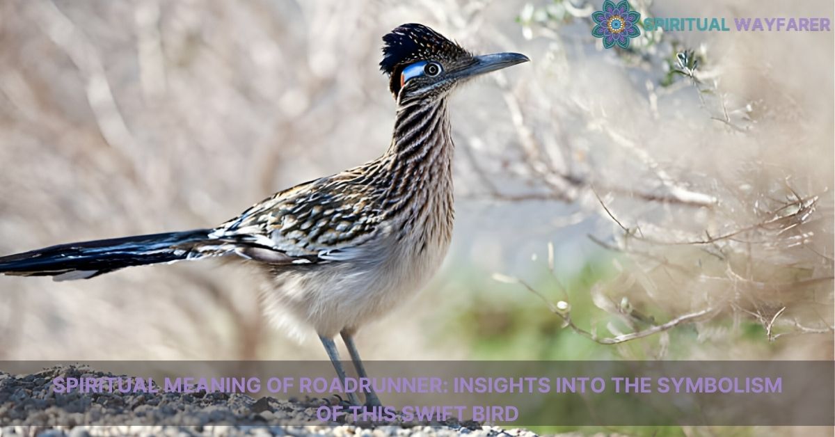 spiritual meaning of roadrunner