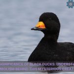 spiritual significance of black ducks