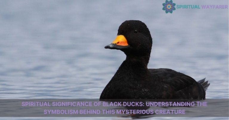 spiritual significance of black ducks