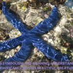 starfish symbolism and meaning