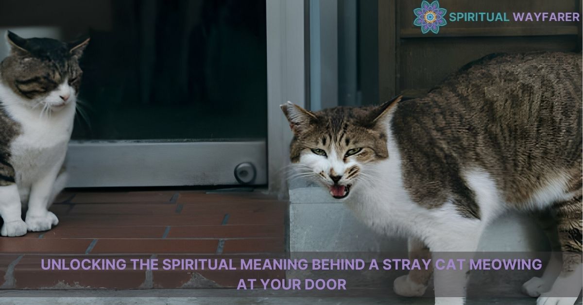 stray cat meowing at my door spiritual meaning