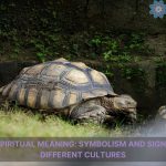 tortoise spiritual meaning