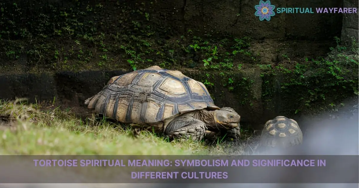 tortoise spiritual meaning