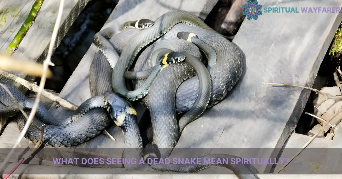 what does it mean spiritually when you see a dead snake