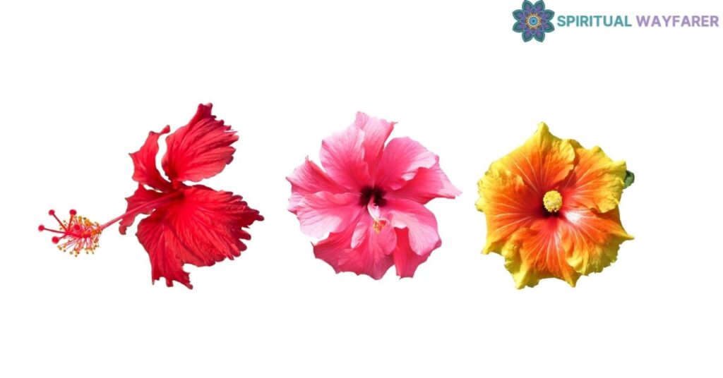 Analyzing Colors of Hibiscus Flowers and Their Meanings