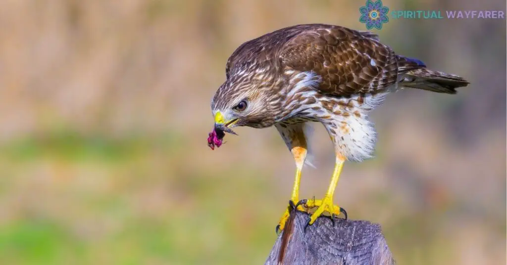 Applying Red Shouldered Hawk Symbolism in Daily Life