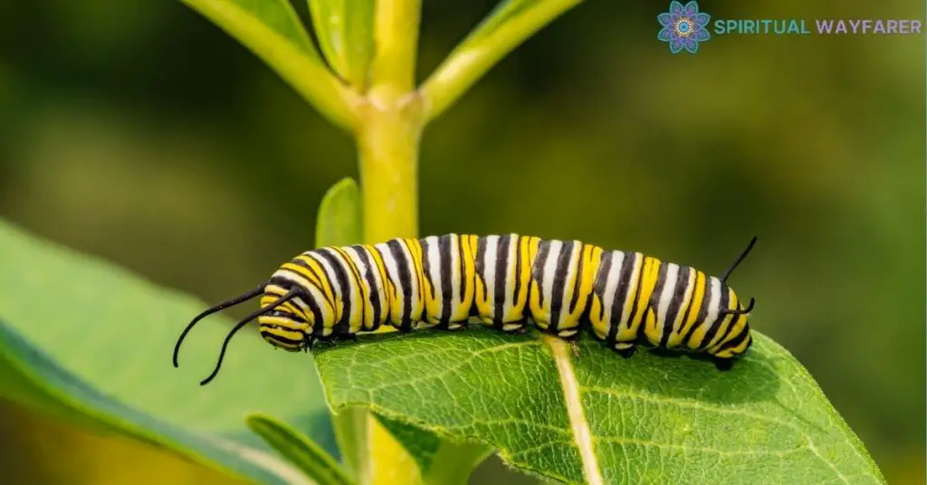 Applying the Caterpillar’s Spirituality in Personal Growth