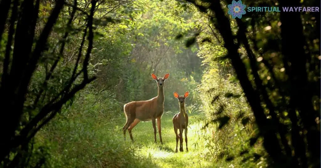 Are Deer a Sign of Angels