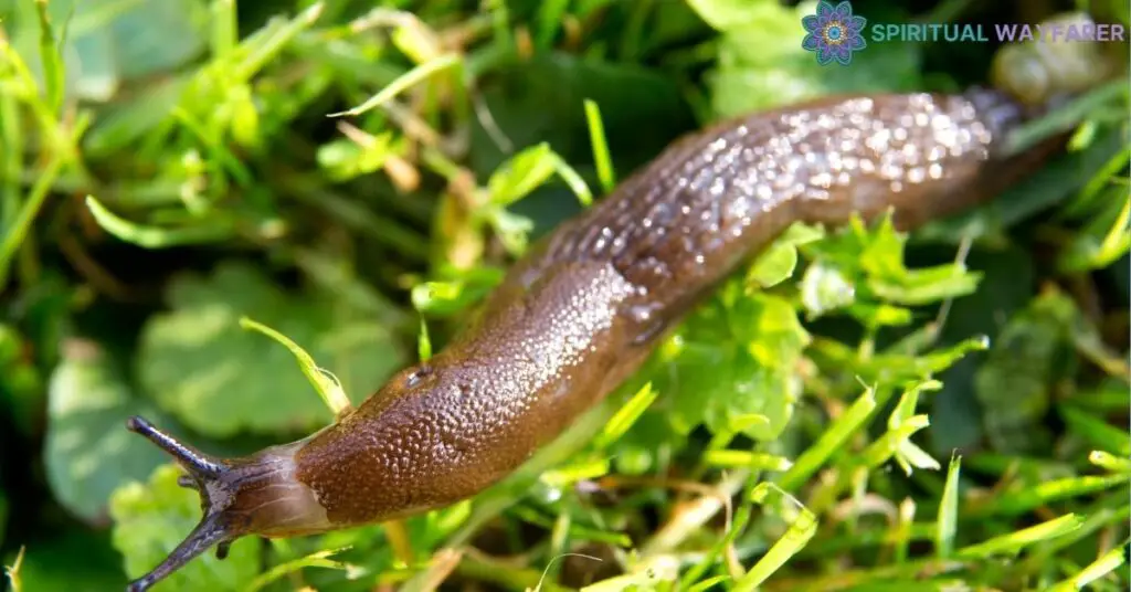 Are Slugs Good Luck or Bad Luck A Closer Look