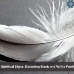 Black and White Feather Meaning