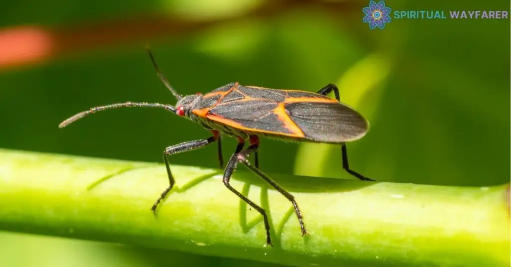 Boxelder Bug A Symbol in Spirituality