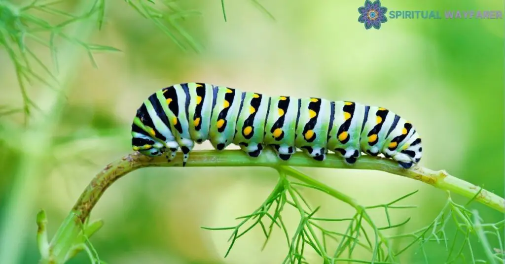 Caterpillar as a Spirit Animal