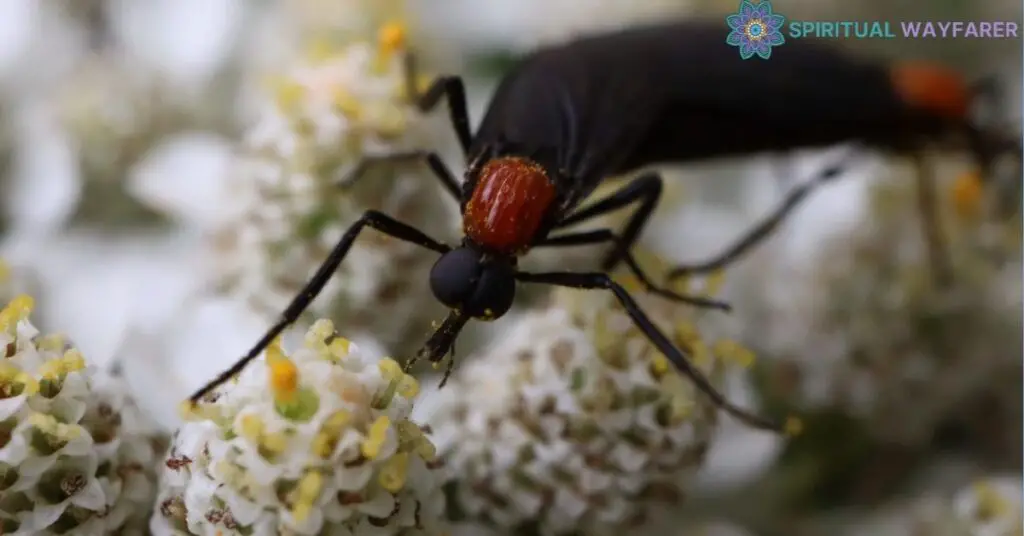 Comparing Love Bug Spiritual Meaning with Other Insects