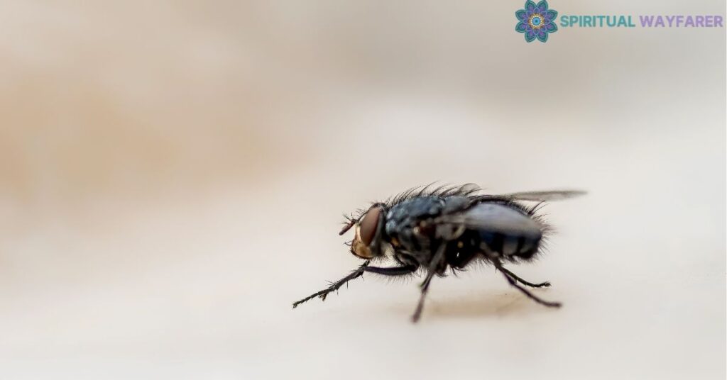 Connecting Flies to House Energy