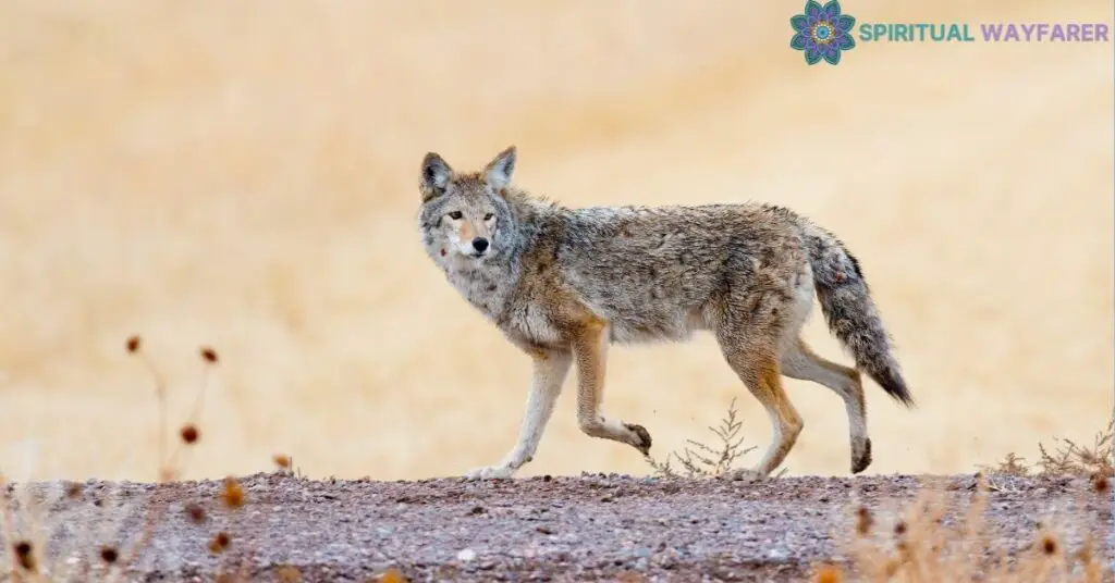 Coyote Symbolism in Various Cultures