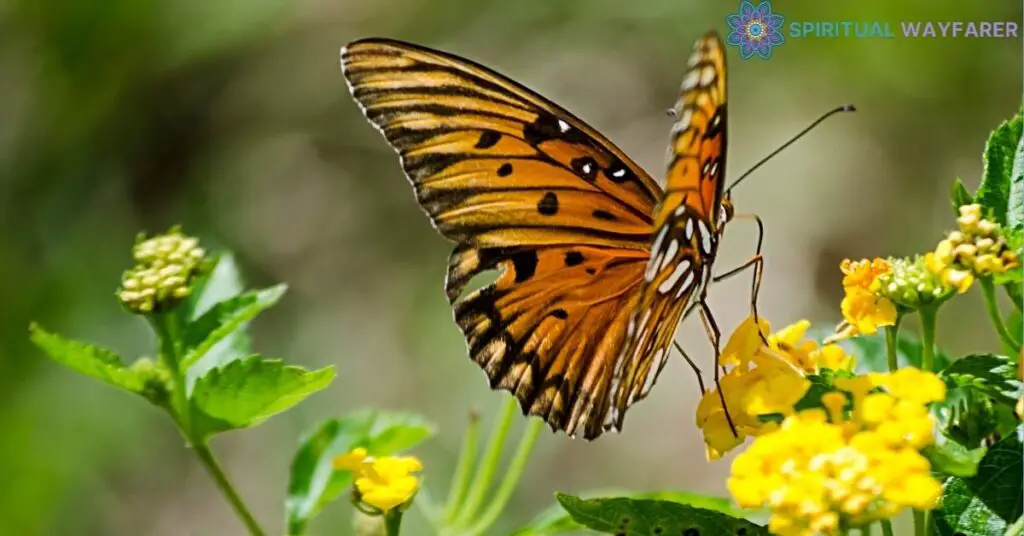 Cultural Interpretations of the Orange and Black Butterfly