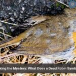 Dead Robin Meaning