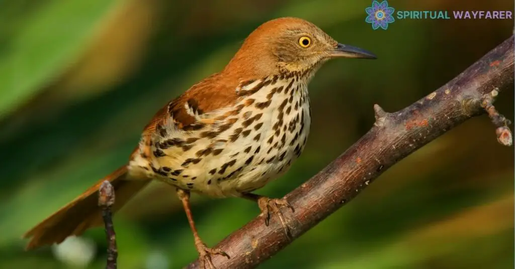 Deciphering the Brown Thrasher Song