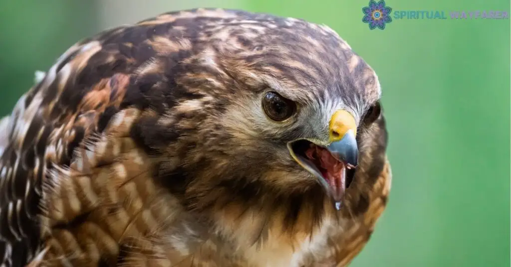 Decoding the Red Shouldered Hawk Symbolism