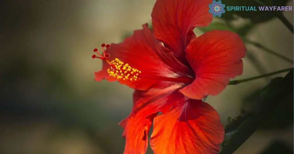 Deep Dive into the Hibiscus Flower Meaning