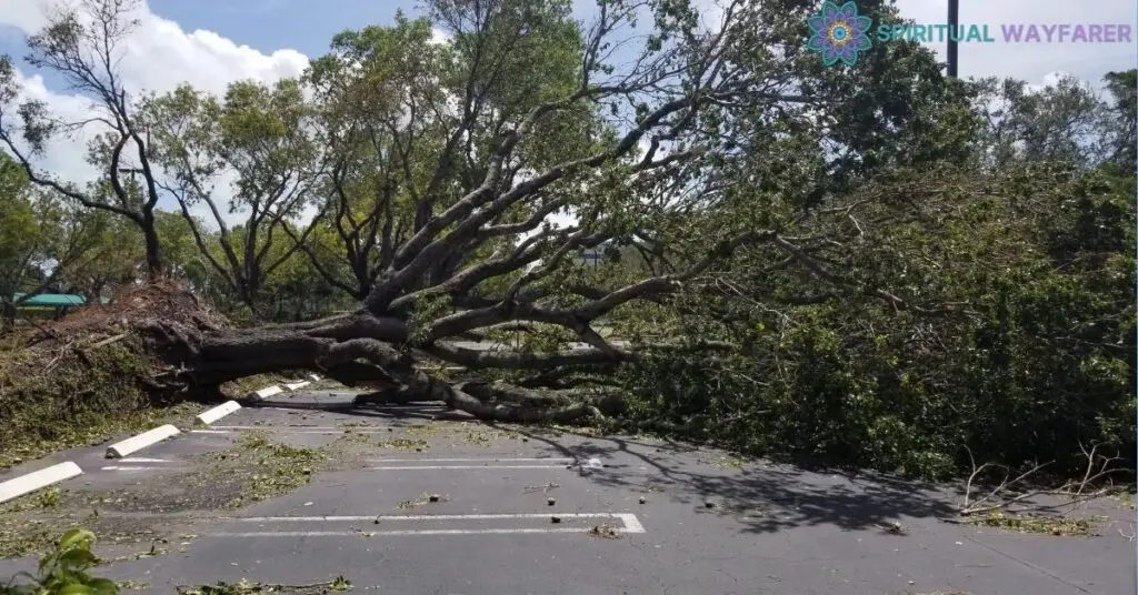 Deep Dive “Tree Branch Falling” Spiritual Meaning