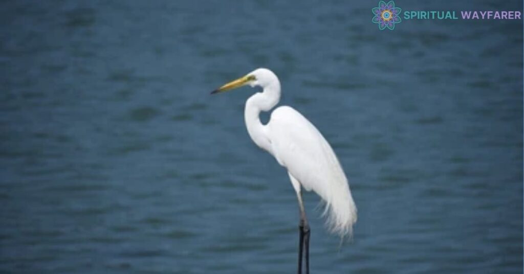 Delving Into the Meaning of a White Crane