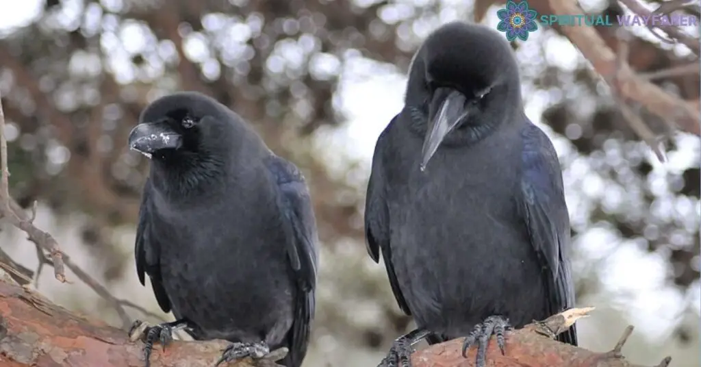 Delving into the Meaning of Seeing 2 Crows